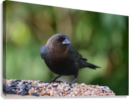 A bird at the feeder Canvas Print