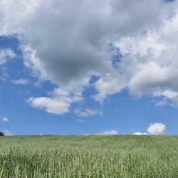 An oat field in summer