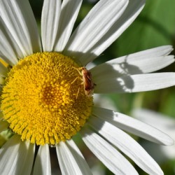 A daisy flower in the garden