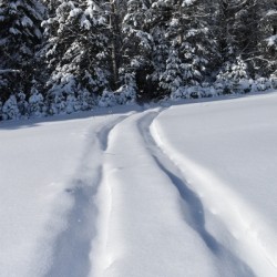 Tracks in a field in winter