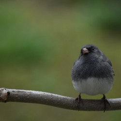 A junco on a branch