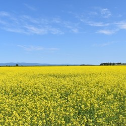 A field in bloom in spring