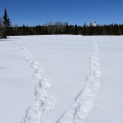 Snowshoe tracks in a field in winter