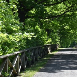 A garden path in summer