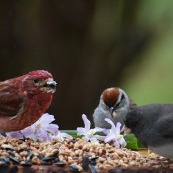 From birds to feeders