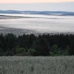 A fog on a summer morning