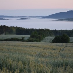 A fog on a summer morning