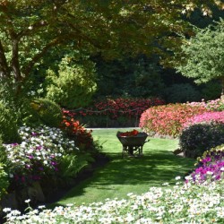 The garden in summer