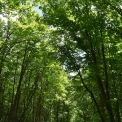 A country road in summer