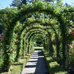 A garden path