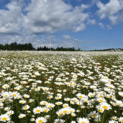 A flowering field under a cloudy sky