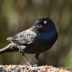 A bronzed blackbird at the feeder