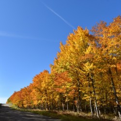 A country road in autumn