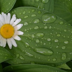 The garden after the rain