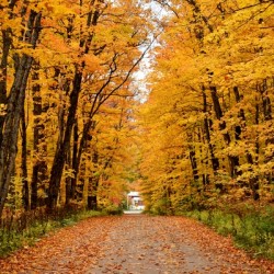 A country road in autumn