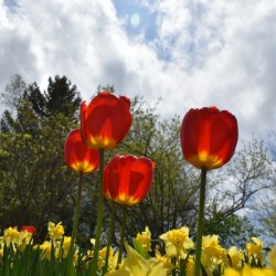 The first flowers of spring