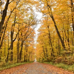 A country road in autumn