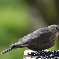 A bird at the feeder