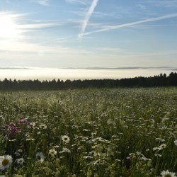 A field in bloom on a summer morning