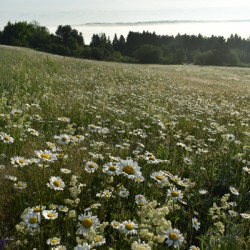 A field in bloom on a summer morning
