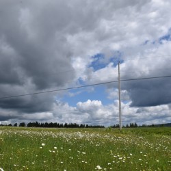 A field in bloom under a summer sky