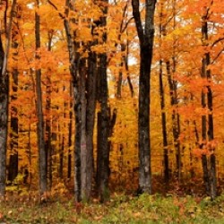 A maple forest in the fall