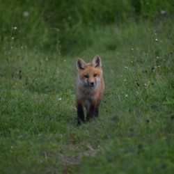 A young fox in a field