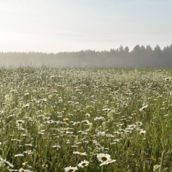 A field in bloom on a summer morning