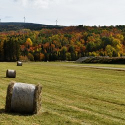 A field in the fall