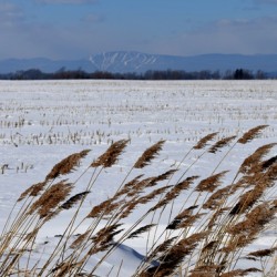 A field in winter