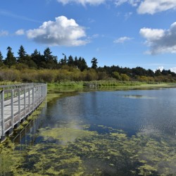 A pond on a summer day