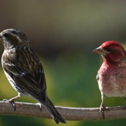 Birds on a branch