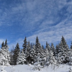 A snowy forest under a blue sky