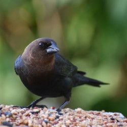 A bird at the feeder