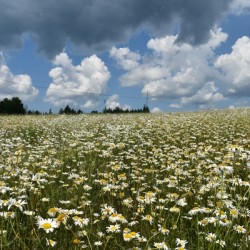 A field in bloom under a summer sky