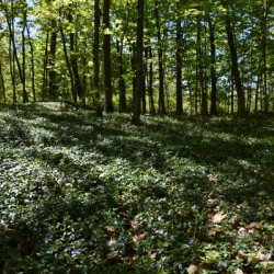 A deciduous forest in summer