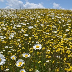 A field in bloom under a summer sky