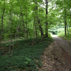 A trail in summer