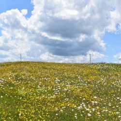 A field in bloom under a summer sky