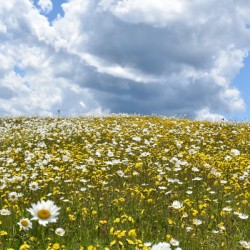 A field in bloom under a summer sky