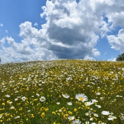 A field in bloom under a summer sky