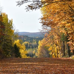 A country road in autumn