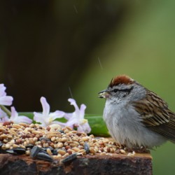 A sparrow at the feeder