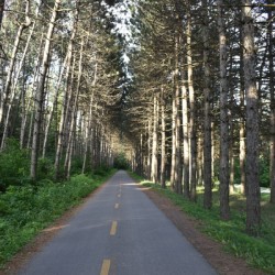 The bike path in summer