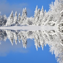 First snow on the forest