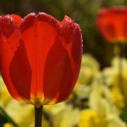 The first tulips in the garden