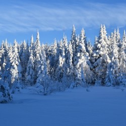 A snowy forest under a blue sky