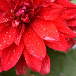 A flower from Guys garden