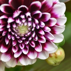 A flower in the garden in autumn