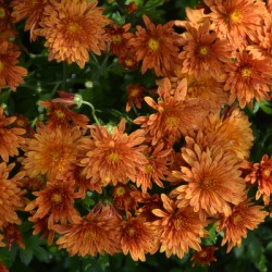 Chrysanthemum flowers in the garden in autumn